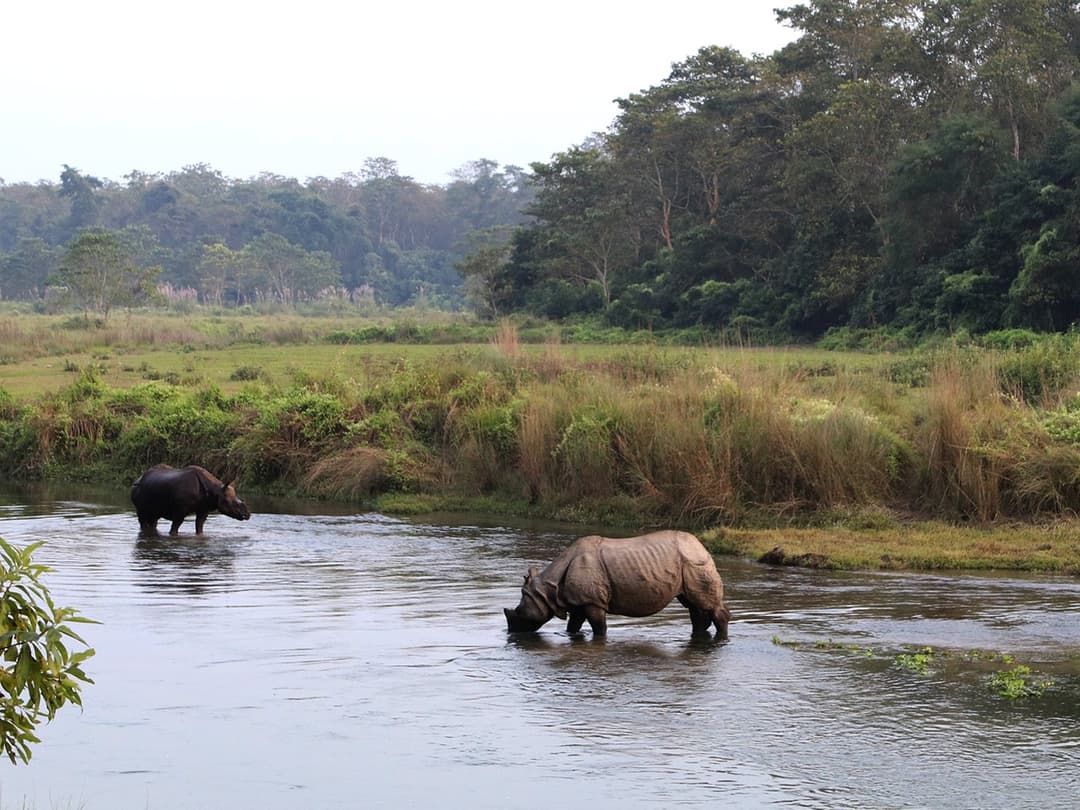 1 Day Wildlife safari Tour