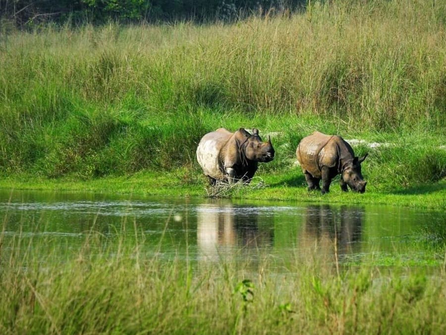 Bardia Jungle Safari