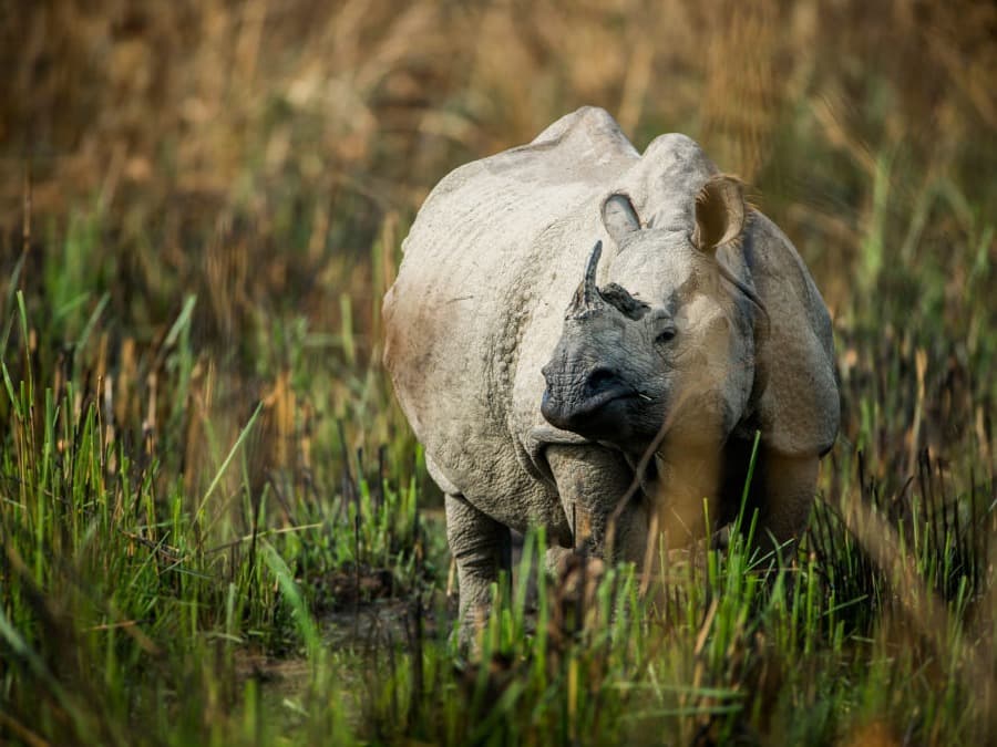 Chitwan Jungle Safari