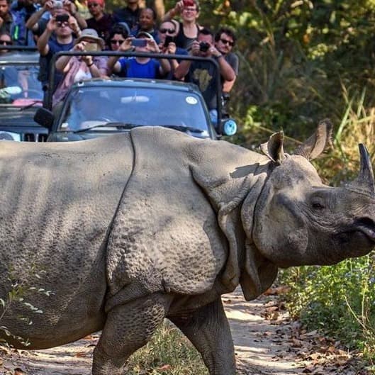 Nepal Jungle Safari